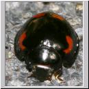 Exochomus quadripustulatus - Vierfleckiger Kugelmarienkaefer 02.jpg